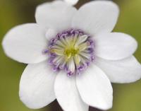 Near perfect single white flower with lavender stamens